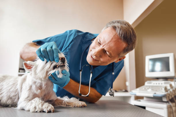 Best Broken or Chipped Tooth Repair in Wacousta, MI